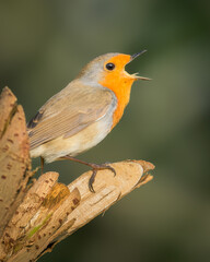 Closeup of a European Robin, Erithacus rubecula bird perched on a branch of tree.