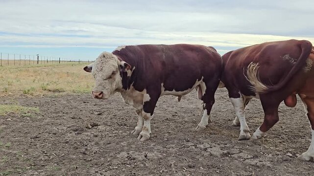 Two polled hereford bulls standing in a muddy rural pasture in Argentinian field. 4K