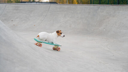 A Jack Russell Terrier rides a penny board at a skate park. © Anna