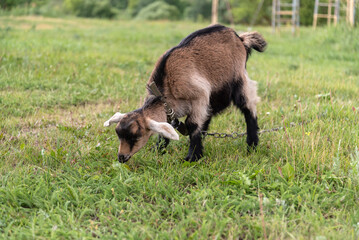 Young goat grazing on lush green landscape in countryside pasture, rural farming