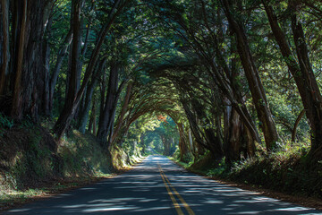 Obraz premium Droga prowadząca przez zielony tunel leśny