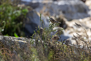 Common Linnet (Linaria cannabina) - Common in coastal dunes farmland and scrub across Europe