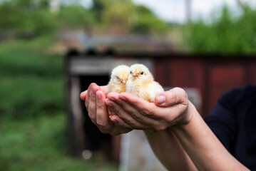 Close-up of two fluffy yellow chicks held gently in hands outdoors. Concept of sustainable living, eco lifestyle, backyard farming, homesteading, animal care and environmental education. © Rodica