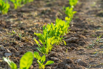 A row of green plants growing in the dirt. They are growing in a field