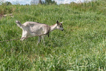 Obraz premium Goat grazing in lush green meadow under clear blue sky, rural farming