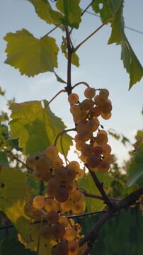 Ripe yellow grapes with sunbeams hanging in the vineyard