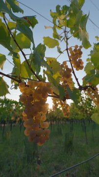 View of ripe yellow grapes hanging in a vineyard