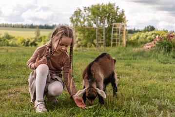 Child with pigtails feeding goat in a sunny pastoral field. Raising children with respect for animals and environment, responsibility, empathy, awareness, mindfulness, family rural farming