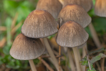 shiny cap mushrooms, (Coprinellus micaceus), emerging from the ground in autumn, close view
