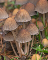 shiny cap mushrooms, (Coprinellus micaceus), emerging from the ground in autumn, close view