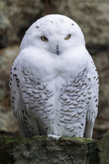 snowy owl (Bubo scandiacus) sitting and looking at you