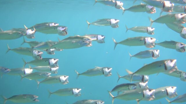 School of indian mackerel fishes