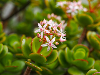 Crassula ovata pinkish white small star-like shaped flower, close up. Jade plant or Chinese rubber is popular, flowering plant of the family Crassulaceae. 