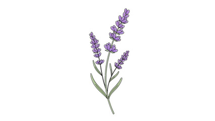 lavender isolated on white background