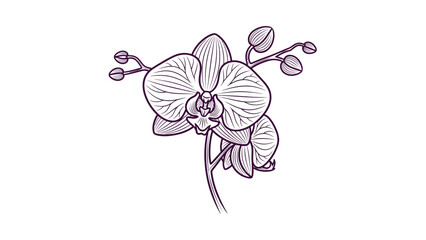 orchid isolated on white