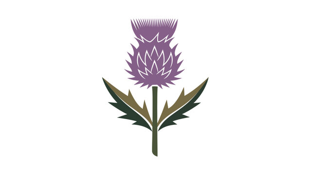 purple thistle flower