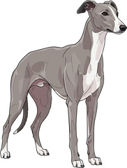 Obraz premium Greyhound Dog Flat Vector Illustration Realistic Fast Athletic Pet Breed