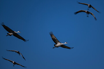 Fototapeta premium Sandhill cranes (antigone canadensis) taking flight at their winter home near Wilcox AZ