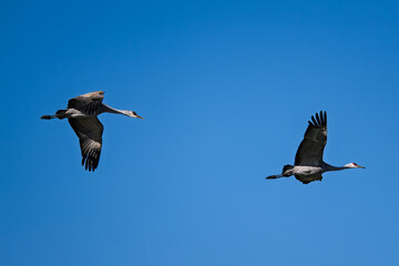Fototapeta premium Sandhill cranes (antigone canadensis) taking flight at their winter home near Wilcox AZ