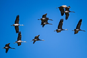 Fototapeta premium Sandhill cranes (antigone canadensis) taking flight at their winter home near Wilcox AZ