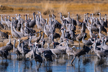 Fototapeta premium Sandhill cranes (antigone canadensis) taking flight at their winter home near Wilcox AZ