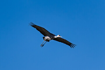 Fototapeta premium Sandhill cranes (antigone canadensis) taking flight at their winter home near Wilcox AZ