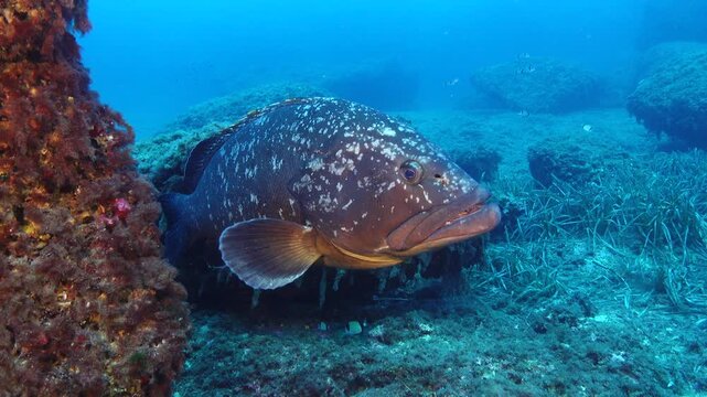 Big spotted groper fish - Mediterranean Sea underwater