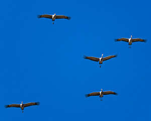 Fototapeta premium Sandhill cranes (antigone canadensis) taking flight at their winter home near Wilcox AZ