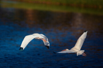A graceful white ibis glides low over the dark blue water, its long curved bill and outstretched wings carving smooth lines through the air. Captured mid‑flight, the bird&rsquo;s bright white plumage