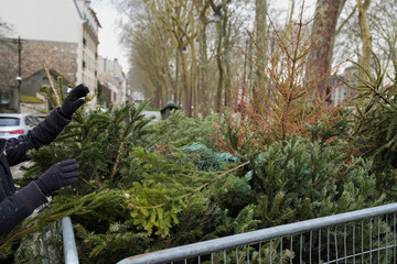 Obraz premium A man is throwing away Christmas trees behind the fence