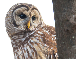 Barred Owl Perched