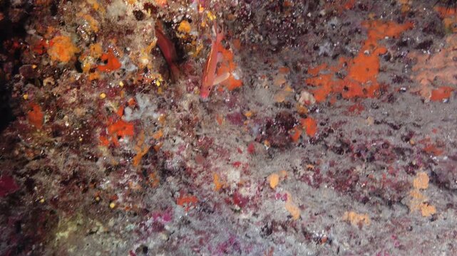 Red anthias fish in deep water - Sccuba diving in Majorca