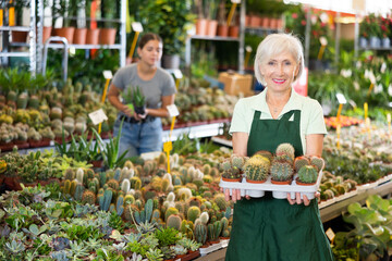 Positive elderly seller showing flower-pots with decorative cactus in open-air plant shop