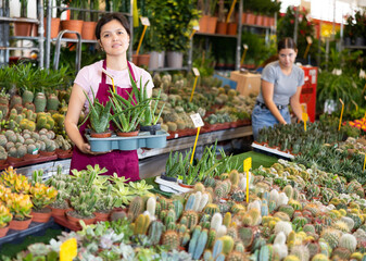 Woman working at the flower market is attentive examining a cactus in a pot