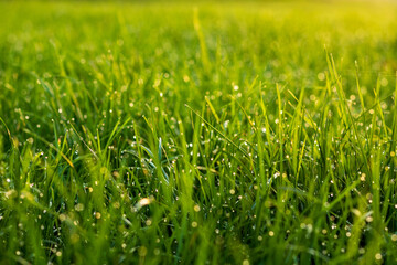 Fresh Green Grass with Morning Dew in Golden Sunlight