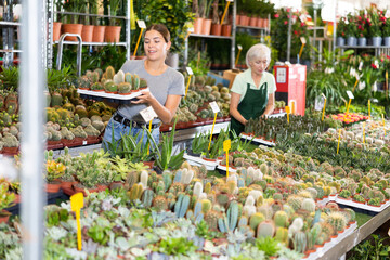 Cute woman choosing potted plants - different small prickly cactus for her home apartment in greenhouse or flower store