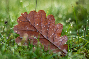 Brown Oak Leaf with Dew on Green Grass