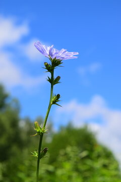 Cichorium flower on blue sky background