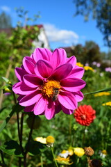 Obraz premium Dahlia bright pink flower and bee