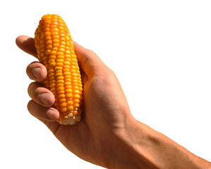 Mão de homem branco segurando espiga de milho verde, sabugo fresco