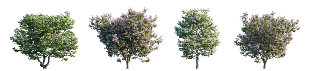 Fototapeta premium Syringa Vulgaris & Reticulata (Lilac Collection) isolated PNG on a transparent background premium nature cutout
