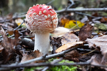 Red young fly agaric among the fallen leaves on autumn forest, close-up. Poisonous mushroom. Amanita Muscaria fungus for publication, poster, screensaver, wallpaper, cover, post. High quality photo