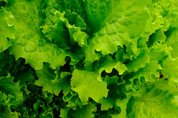 Green lettuce leaves, top view. Background from fresh leaf vegetables. Salad plant for poster, calendar, post, screensaver, wallpaper, postcard, banner, cover, website. High quality photo
