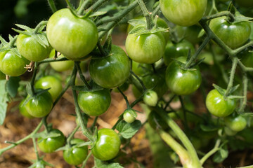 Green unripe tomatoes on tomato bush, close-up. Composition tomato tree with ripening tomatoes for publication, poster, screensaver, wallpaper, postcard, banner, cover, website. High quality photo