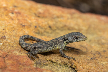 A beautiful juvenile Drakensberg Crag Lizard (Pseudocordylus subviridis) basking on rock in the Drakensberg Mountains, KwaZulu-Natal, South Africa