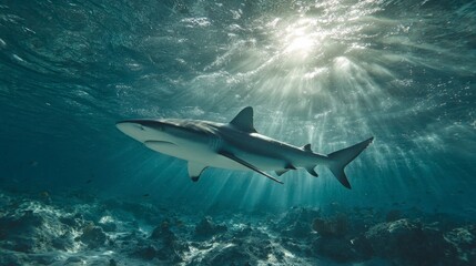 Fototapeta premium A stunning underwater shot reveals a sleek shark gliding through sunlit turquoise water, showcasing marine life and the ocean's depths