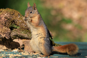 cute squirrel eating nut in nature