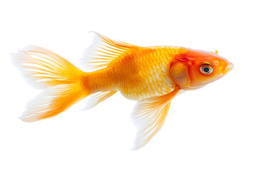 Cod fish isolated on white transparent