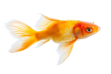 Cod fish isolated on white transparent