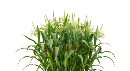 Lush green corn stalks with developing ears and feathery tassels, , isolated on a white or transparent background, cutout, PNG
